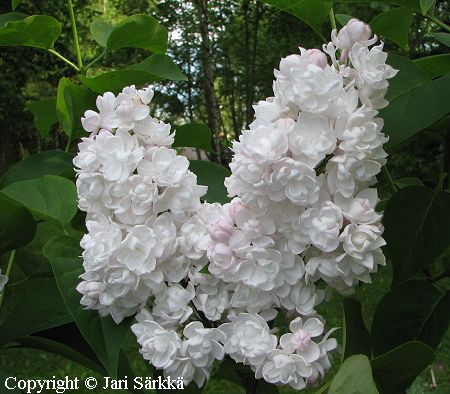 Syringa Vulgaris-Ryhm 'Beauty of Moscow'